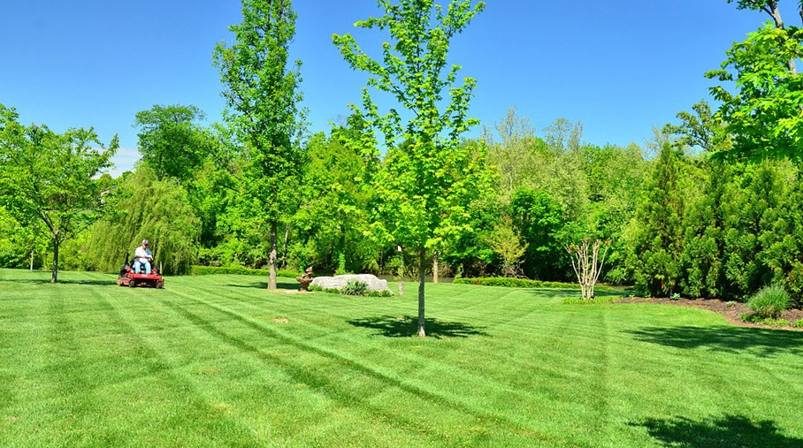 Lawn Care Edmonton