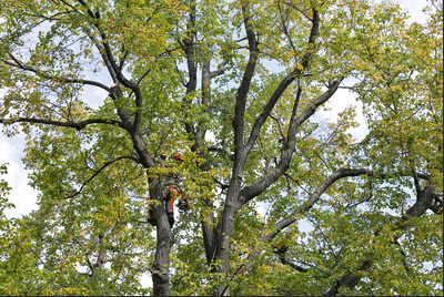 Tree Prunning