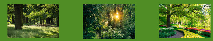 Tree Removal Company