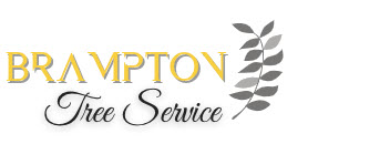 Brampton Tree Contractor