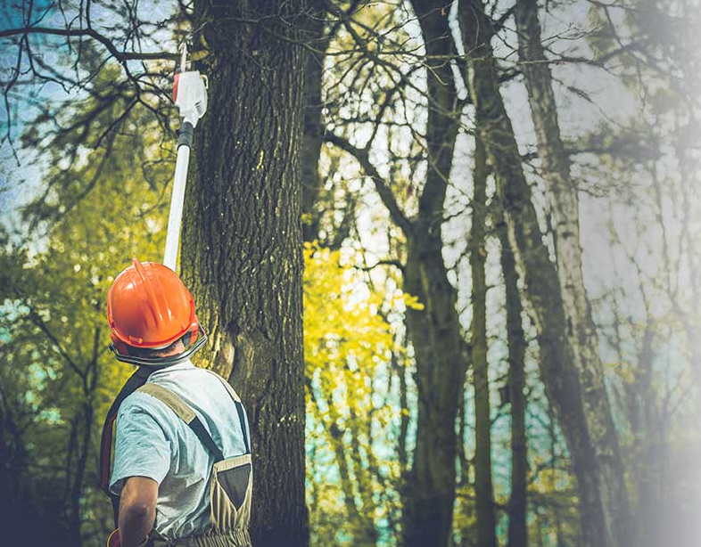 Tree Services Medecine Hat