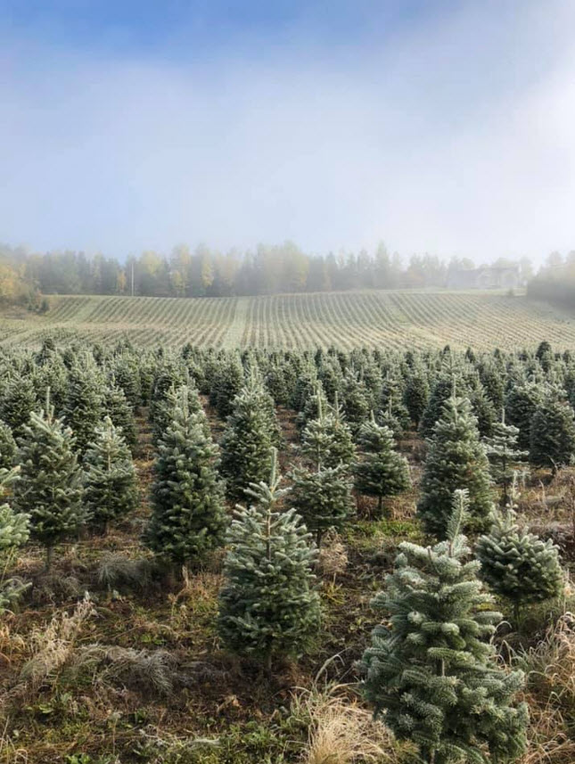 Christmas Trees Farm