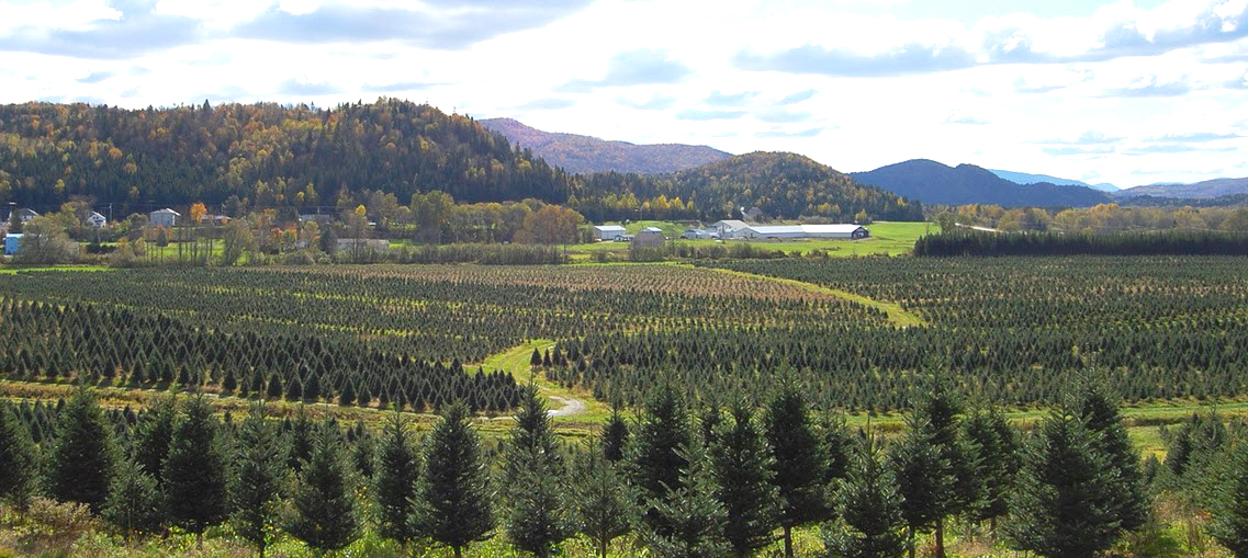 Ferme Culture Arbres de Noël Ferme Culture Arbres de Noël