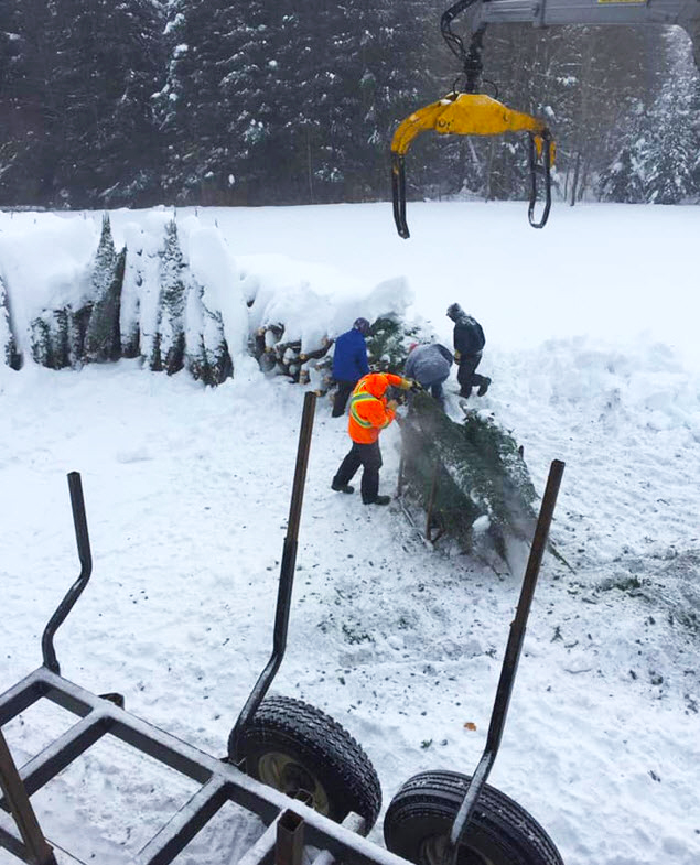 Ferme Sapins Arbres de Noël