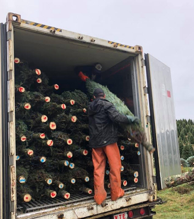Fournisseur Sapins de Noel